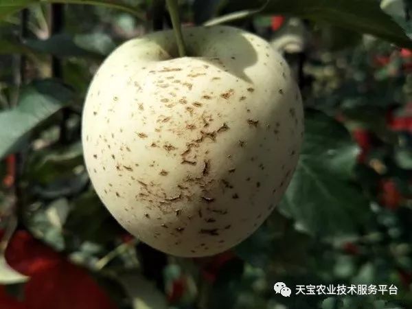 苹果果面斑点病大汇总