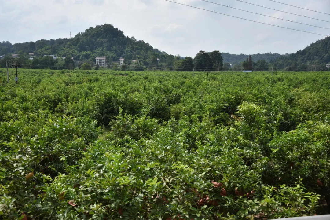 万万没想到,按阶段施肥,柠檬园不但扛住了冻害,还增产4万斤