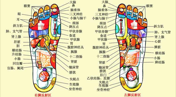 心脏最远的位置都有相应的反射点身体各部位的器官在足底足底也被称为