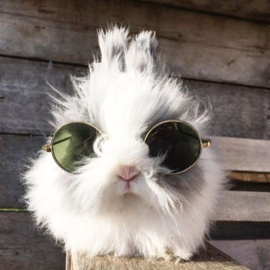 墨镜兔子头像图片