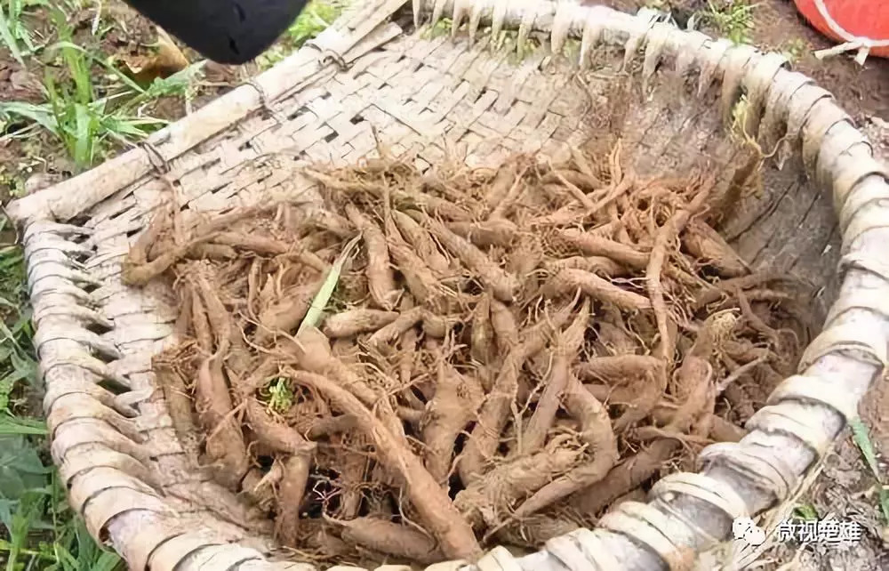 【注意啦】云南:严禁擅自加工食用草乌,附子等毒性中药材