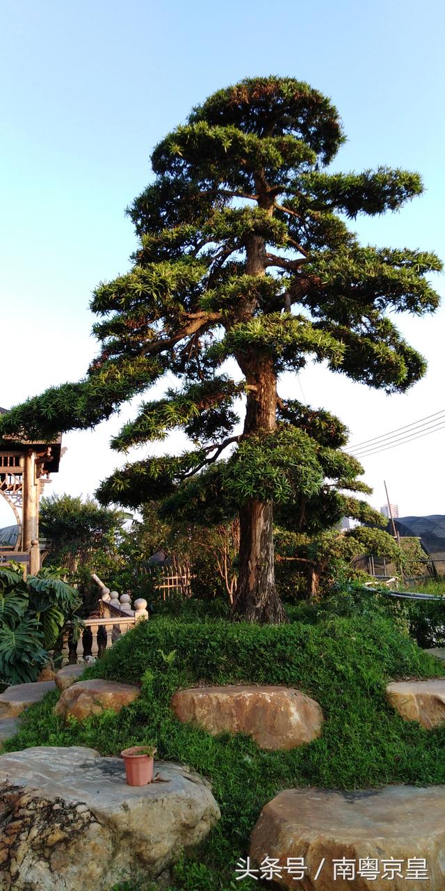 广州芳村花卉种植基地图片