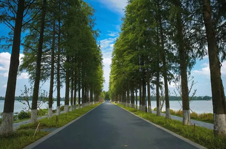 据悉,东西湖环形绿道全长约106公里,绿道沿现状汉江堤,汉北河堤,沦