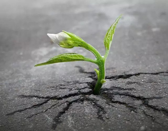 植物顽强的成长故事,超乎人类的想象!