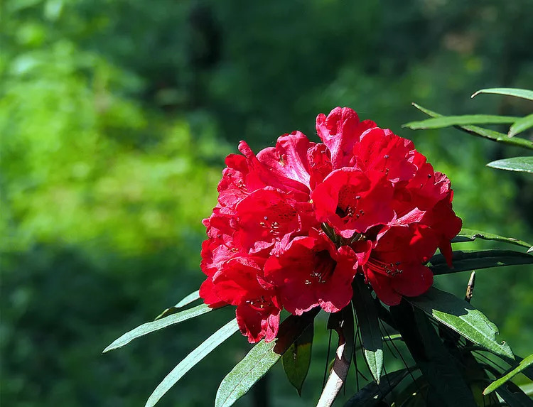 每日一花马缨杜鹃花朵美丽颜色鲜艳