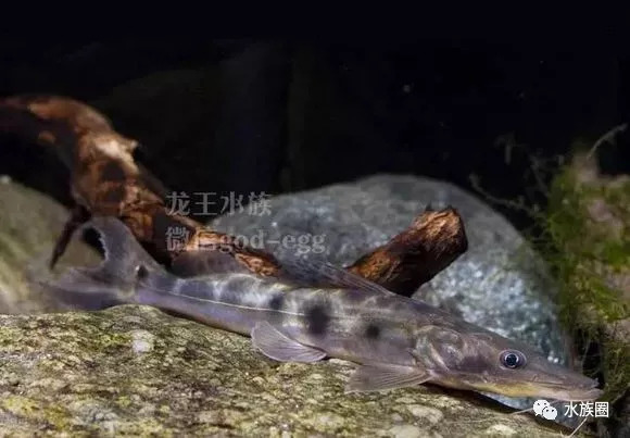 南美鯰魚彙總水族圈低調分享