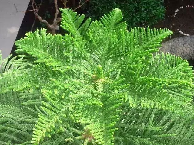 最全面的園林景觀植物配置表