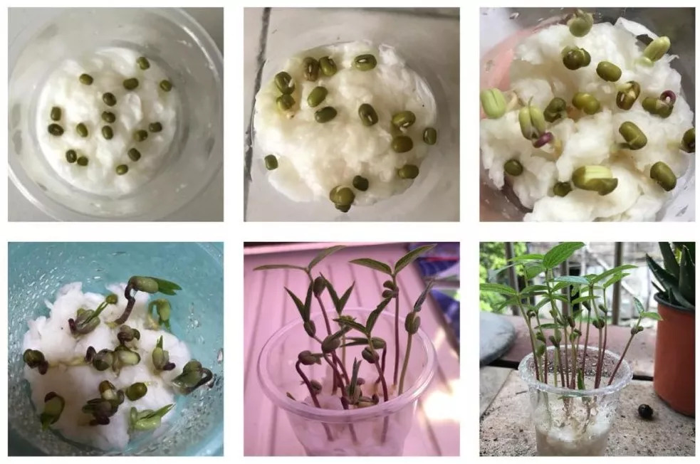 绿豆发芽过程图图片