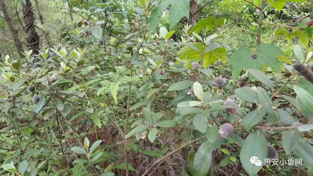 入药治疗多种疾病,小时候没什么吃的,这仲尼果成了我们童年的美味果实