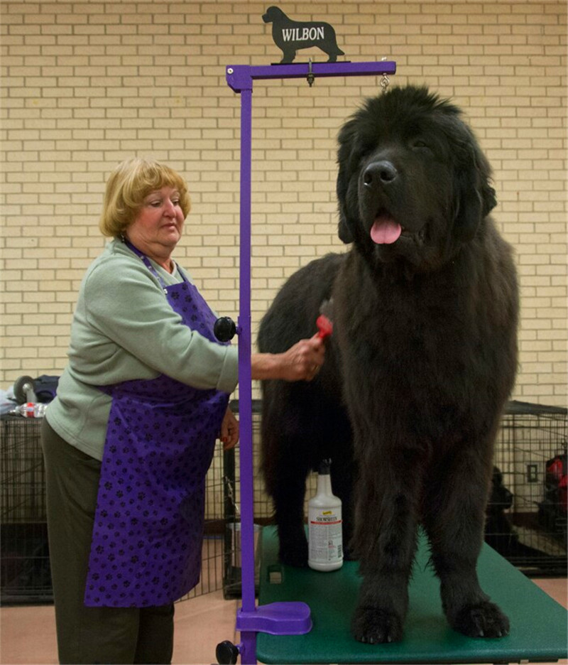 世界上最大的狗巨型图片