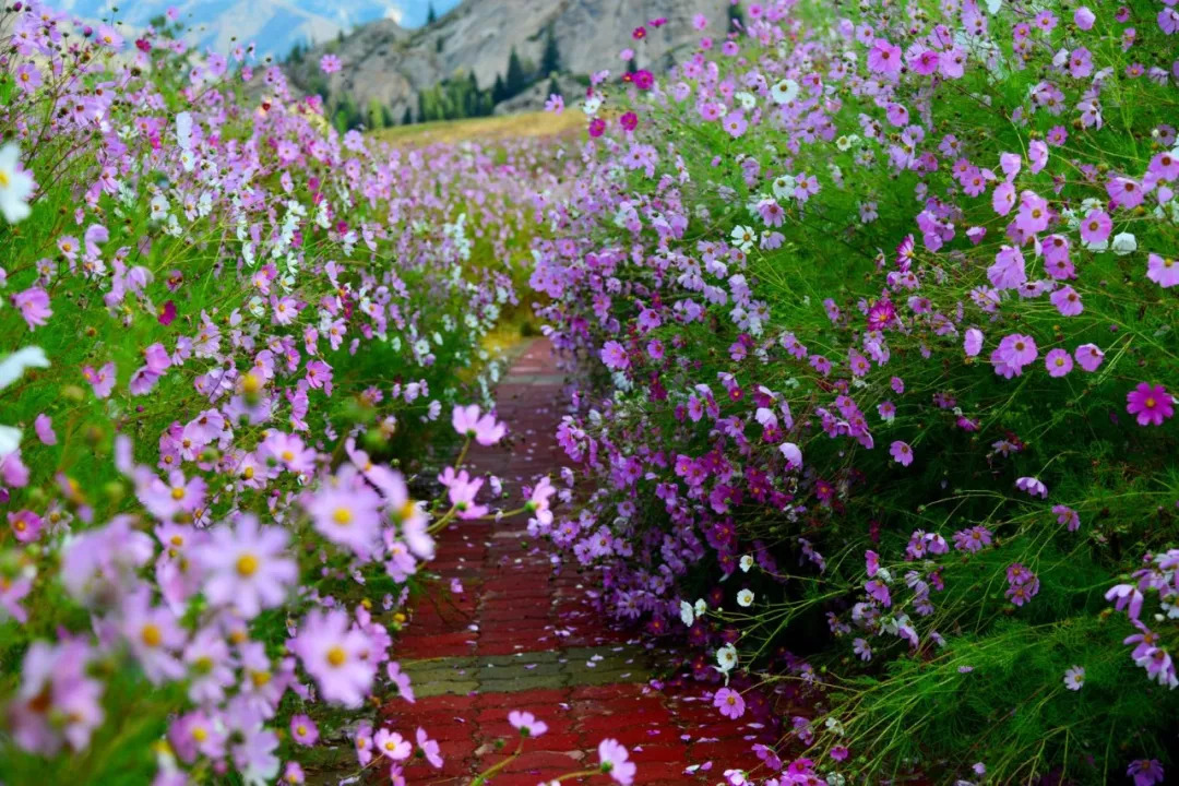 格桑花則寓意著美好時光,在一個遍地開花開滿格桑花的地方,很容易就會