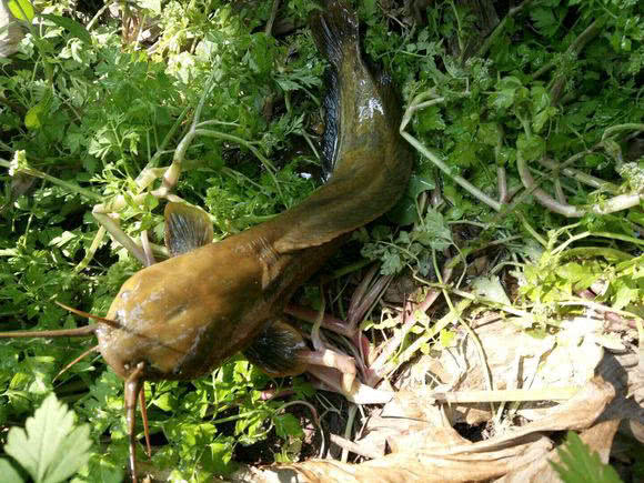 广西河沟里的极品鱼,任何人用蚯蚓做饵都能钓获