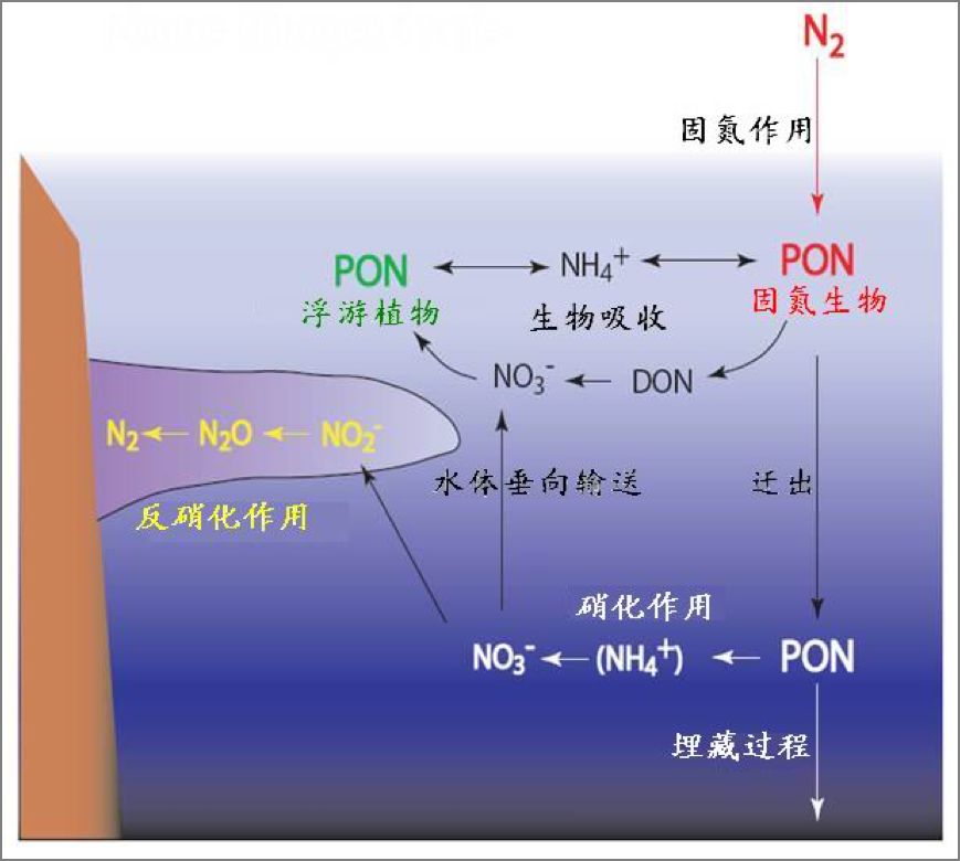 氮循环示意图英文图片
