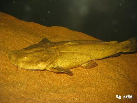 南美鯰魚彙總水族圈低調分享