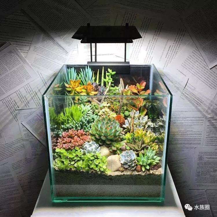 鱼缸改造花盆造景图片