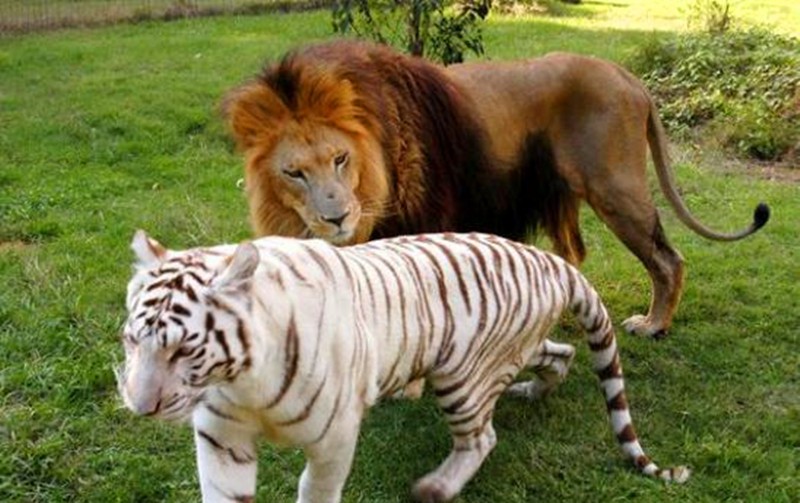 动物园雄狮恋上母虎,恋爱中的雄狮霸气全无,对母虎各种呵护