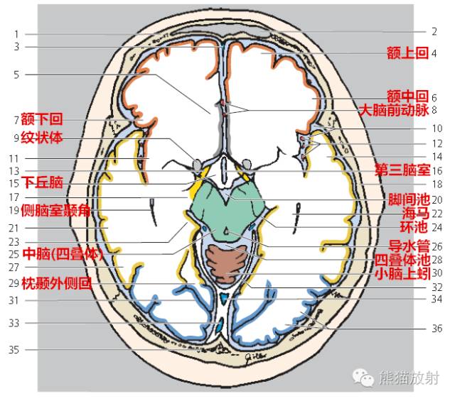 头颅ct解剖层次结构图图片