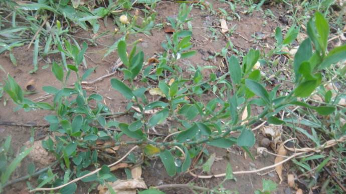 农村野外非常多见的猪牙草是一种可以治很多病的寻常草药