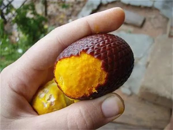 世界上最少见的水果图片