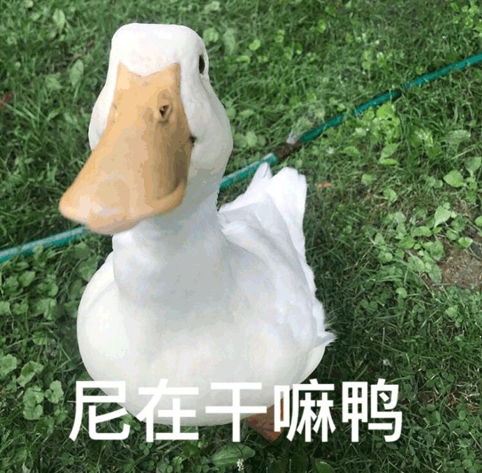 鸭鸭表情包原图图片