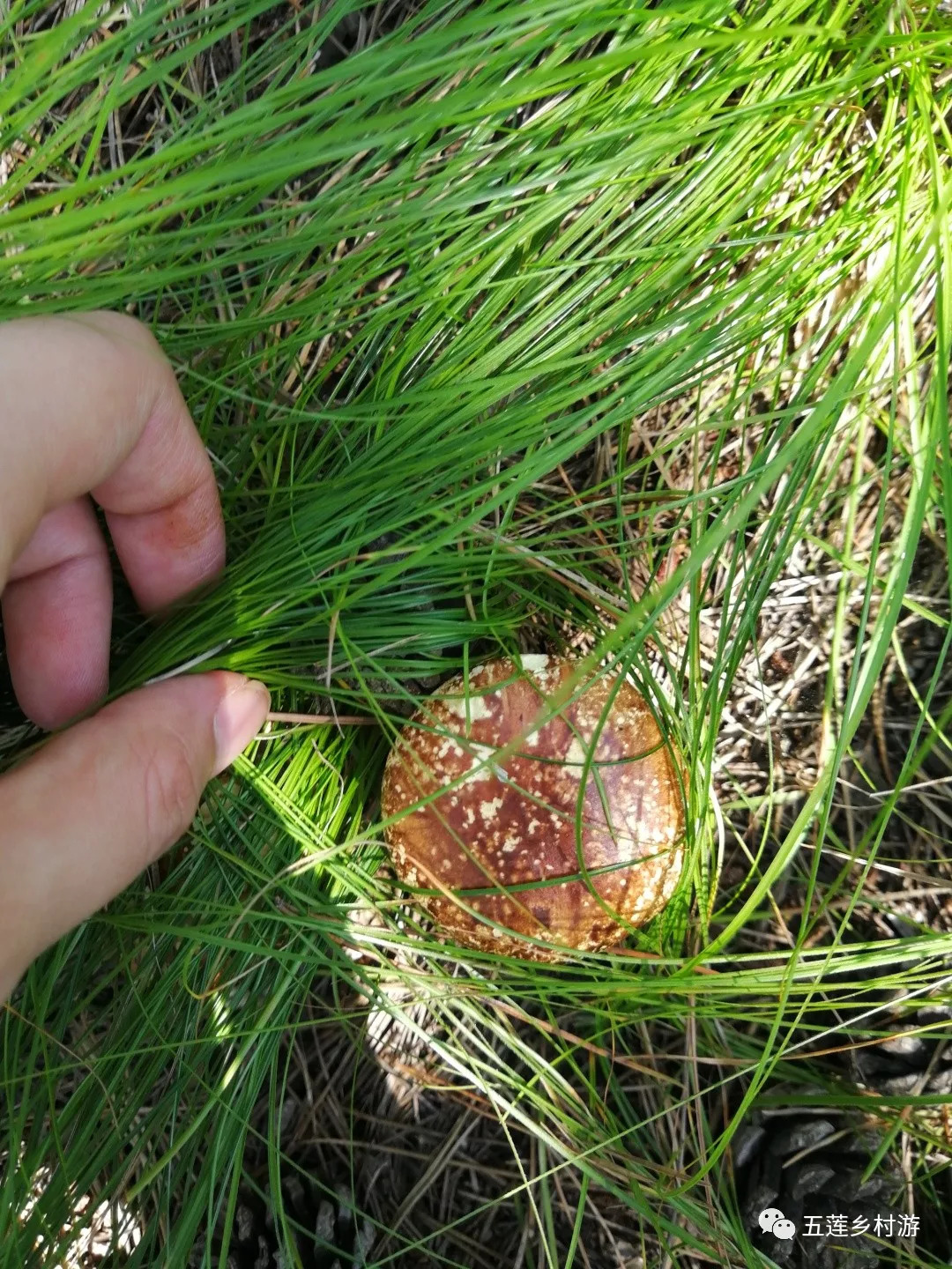 鮮美蘑菇何處尋馬耳山下松樹林