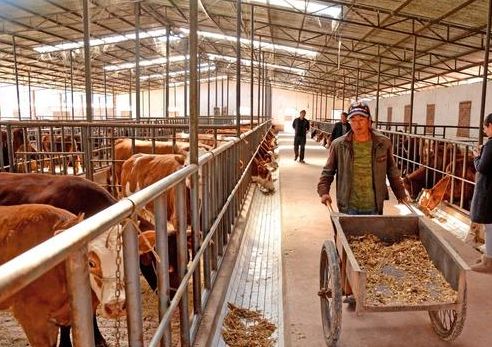 发酵秸秆养牛现在已经逐渐得到了普及,很多养殖场都在使用,对该项技术