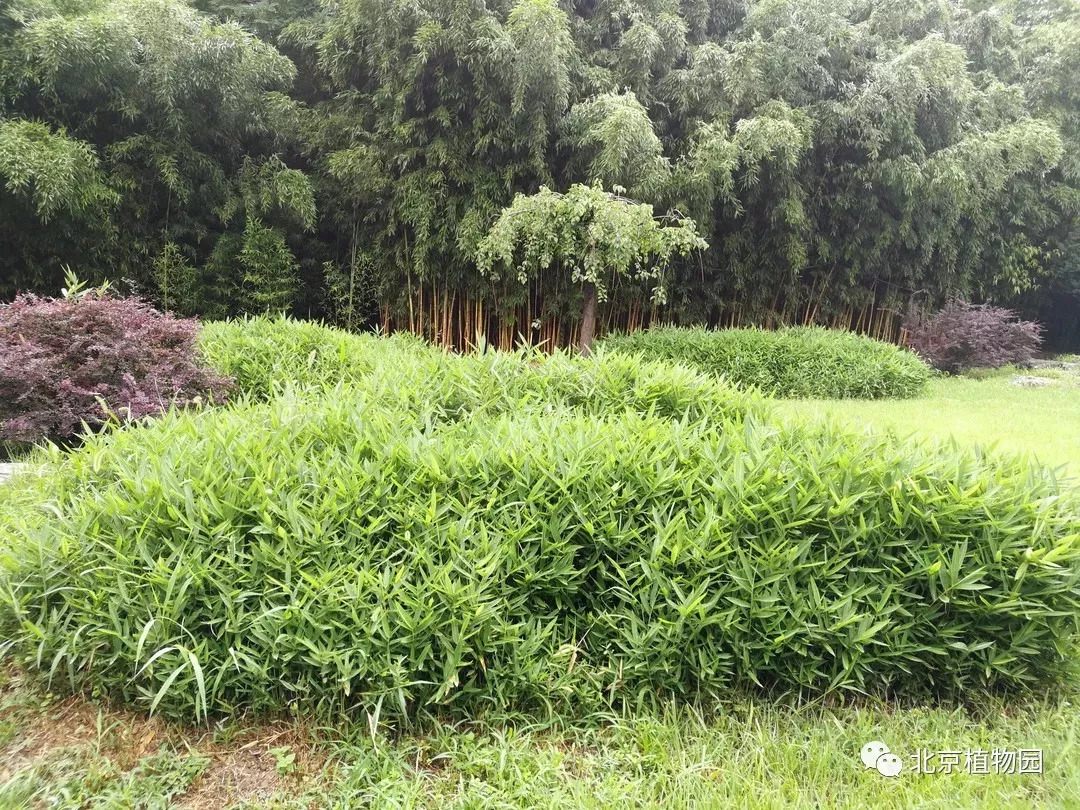 植物園裡的竹子你認識幾種