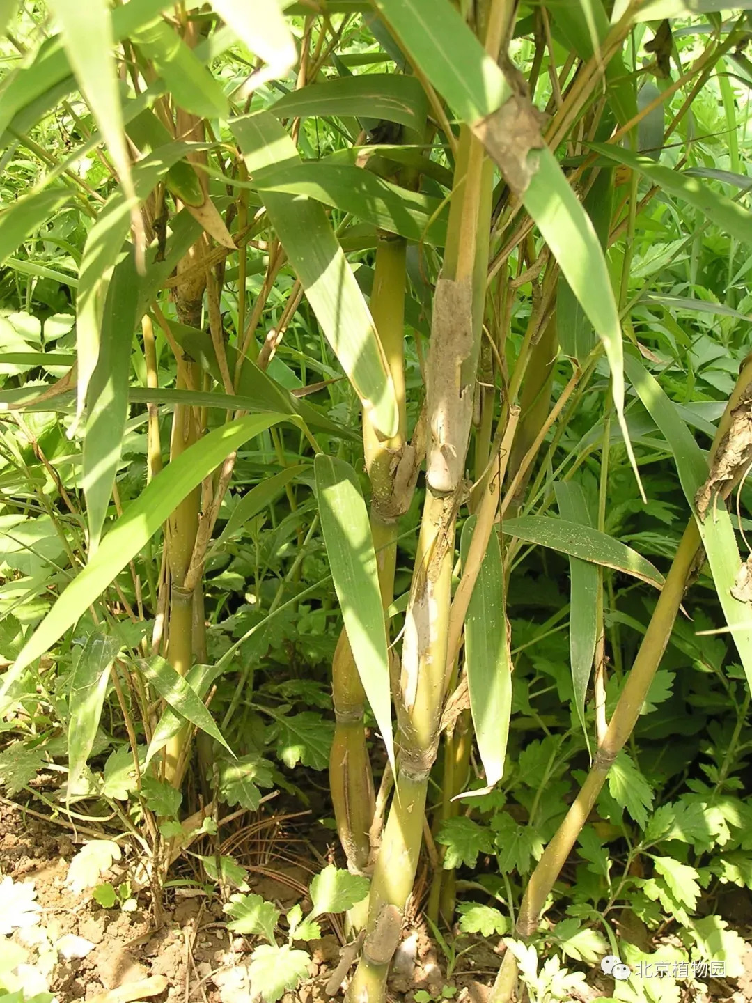 植物园里的竹子你认识几种