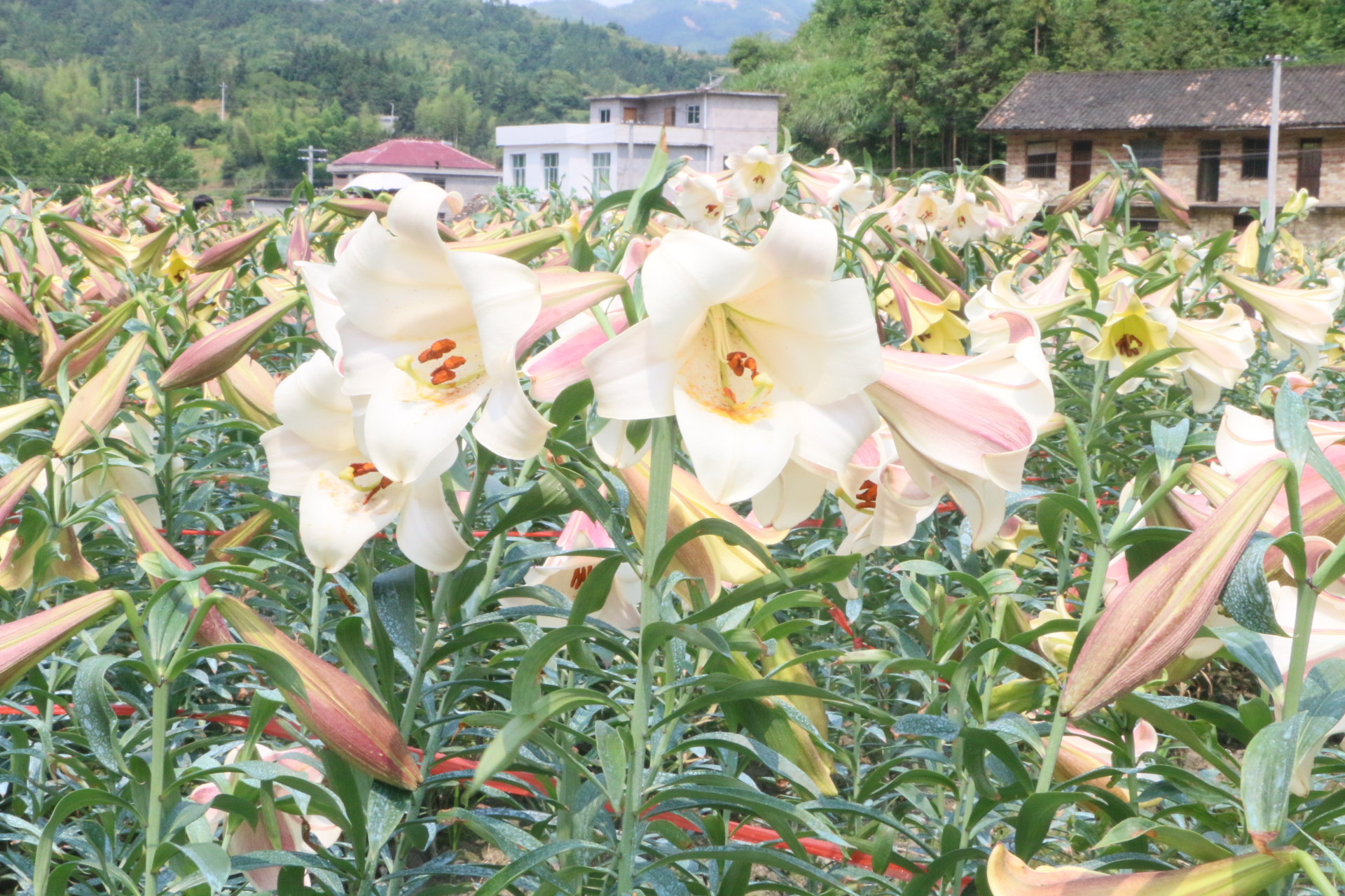 2021万载百合花节图片