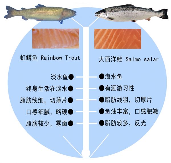 入籍三文鱼引争议 我市业内人士有话说