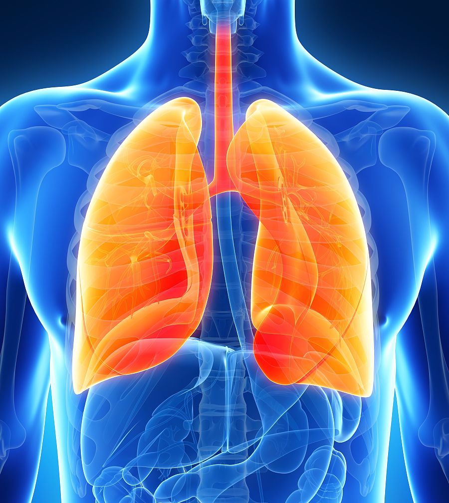 左肺位置图图片