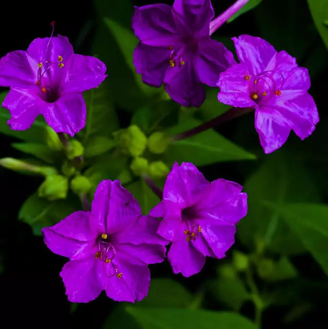 紫茉莉大全大图图片