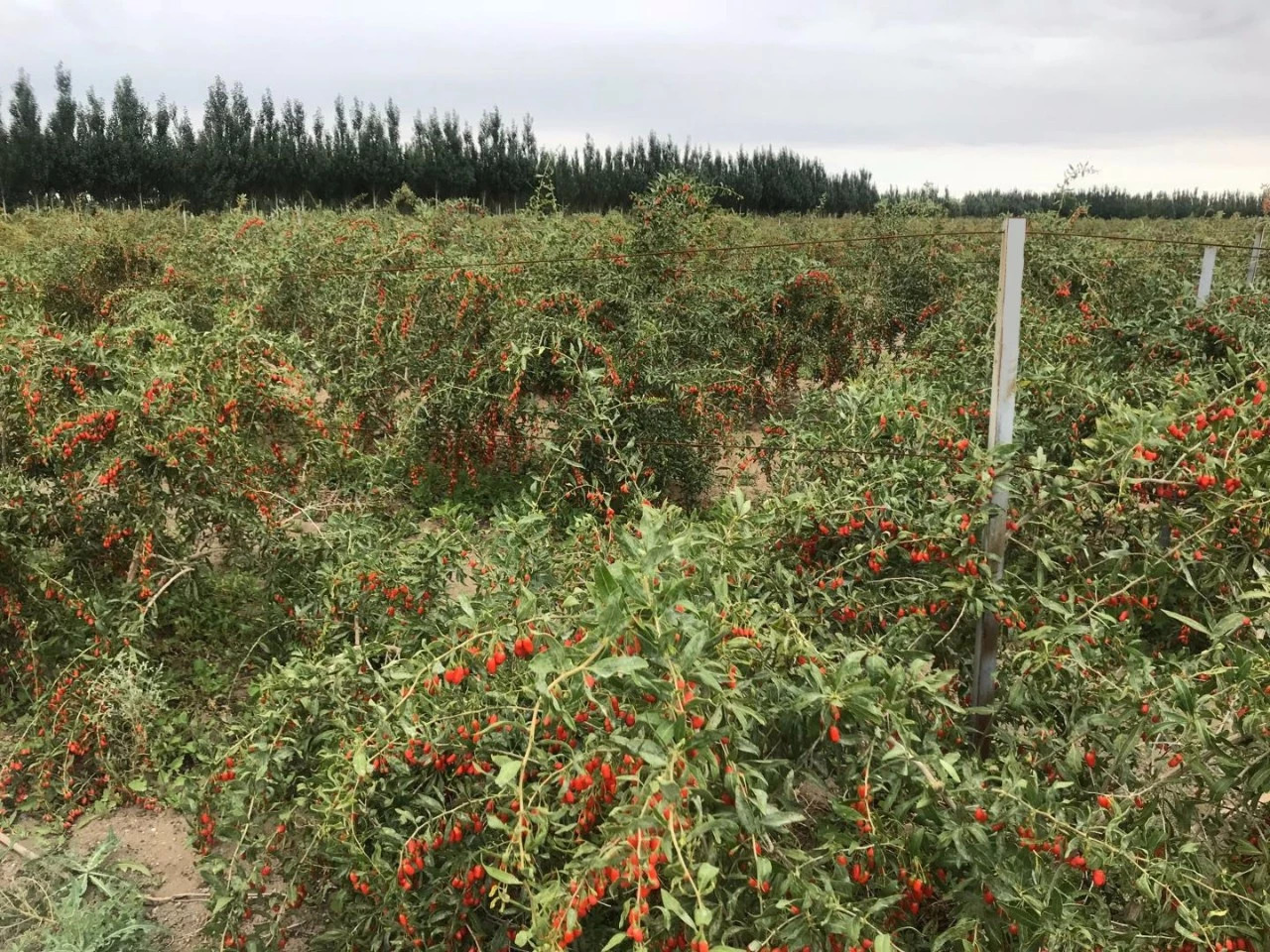 央視走進大漠紅欲揭秘有機枸杞種植新技術