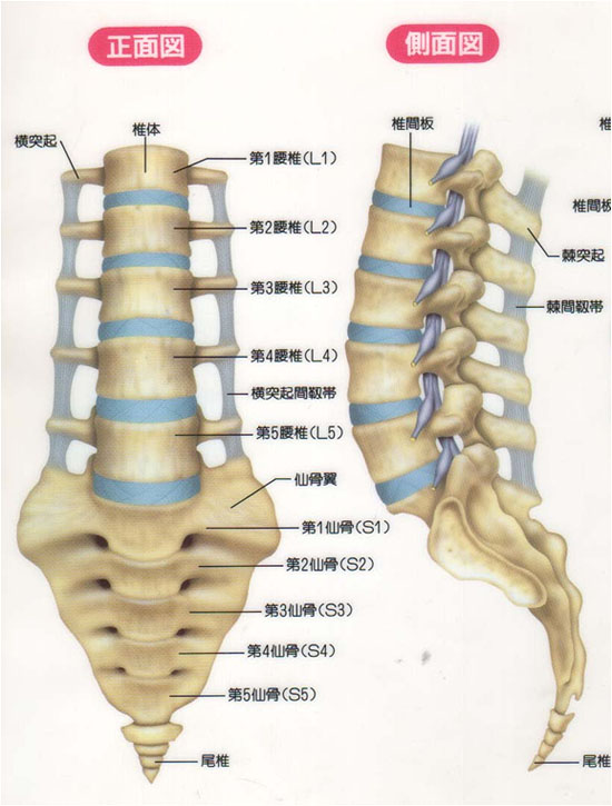 腰椎下面是尾骨和骶骨