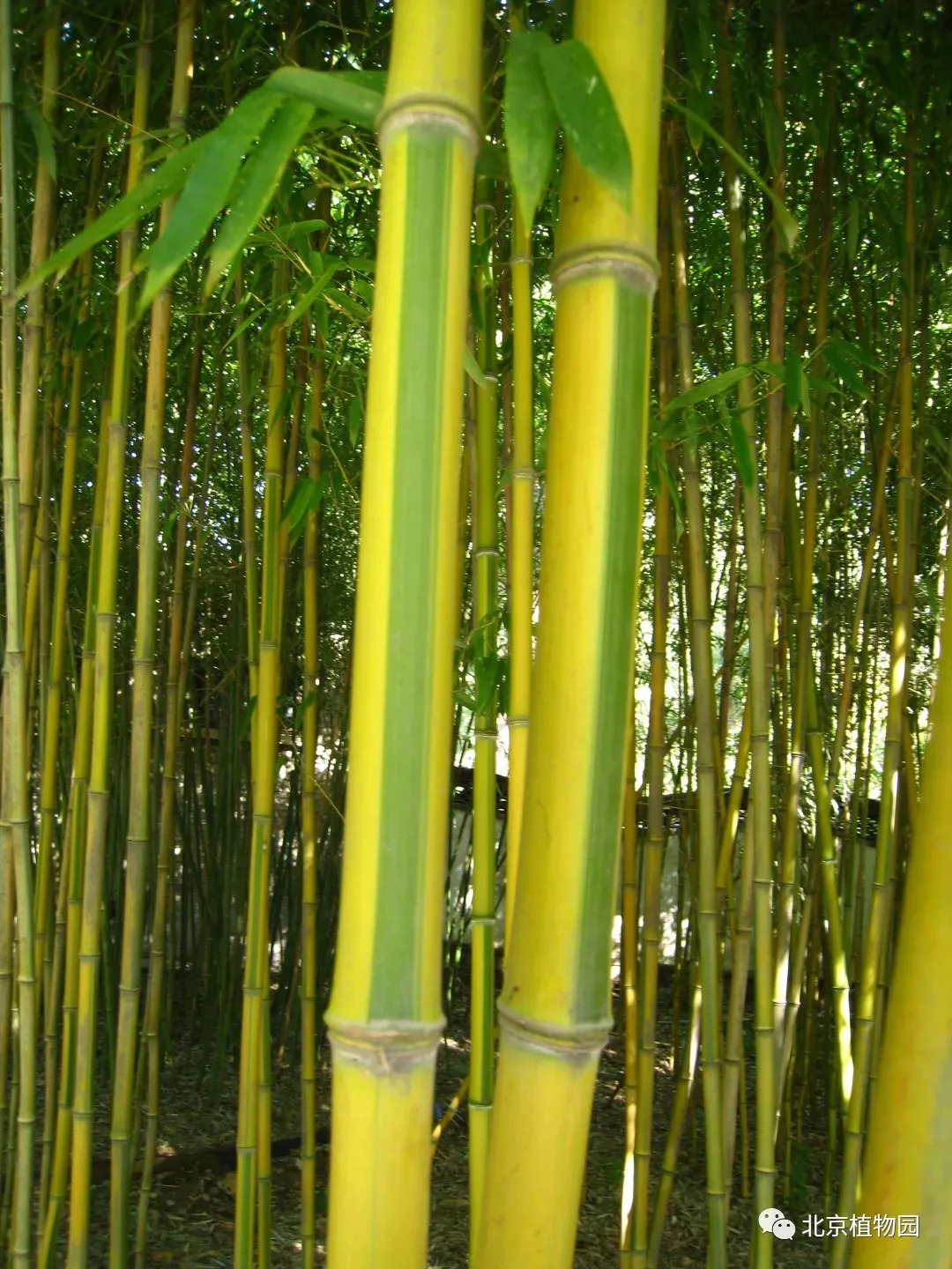 植物园里的竹子你认识几种