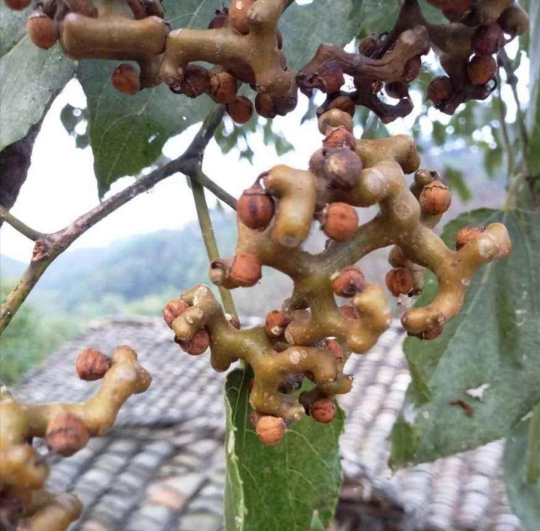 鸡爪果药用价值图片图片