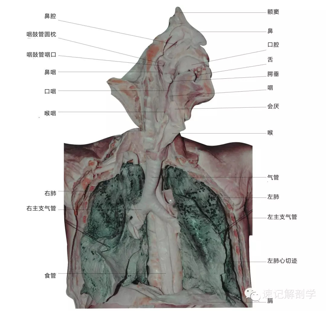 速记解剖歌诀及注释(超级精华—呼吸系统