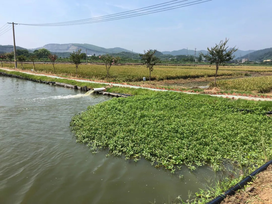 稻田(魚塘)排水通過排水渠道/管道收集,流經沉澱池,過濾吸附壩,曝氣池