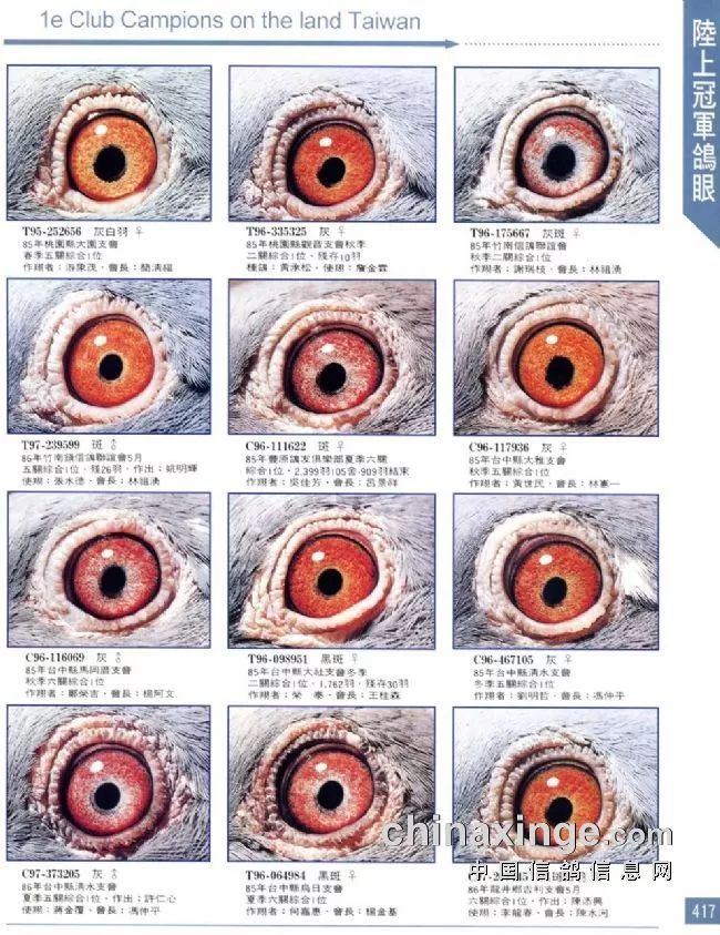 鸽眼鉴赏中国台湾冠军鸽眼