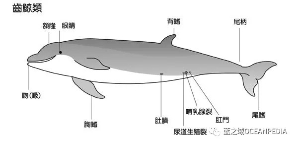 鲸鱼消化系统的示意图图片