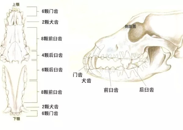 幼年犬乳齿的分布为:门齿上下各六枚,犬齿上下各两枚,前臼齿上下各八