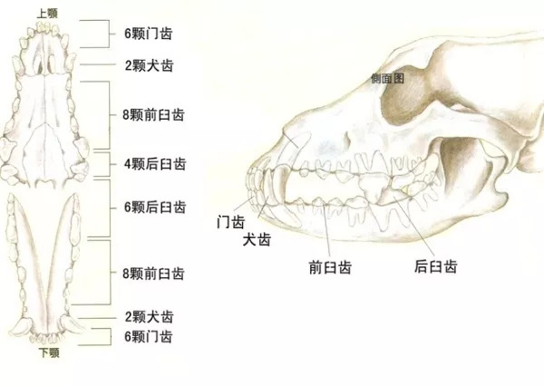 犬齿隆突素描图片