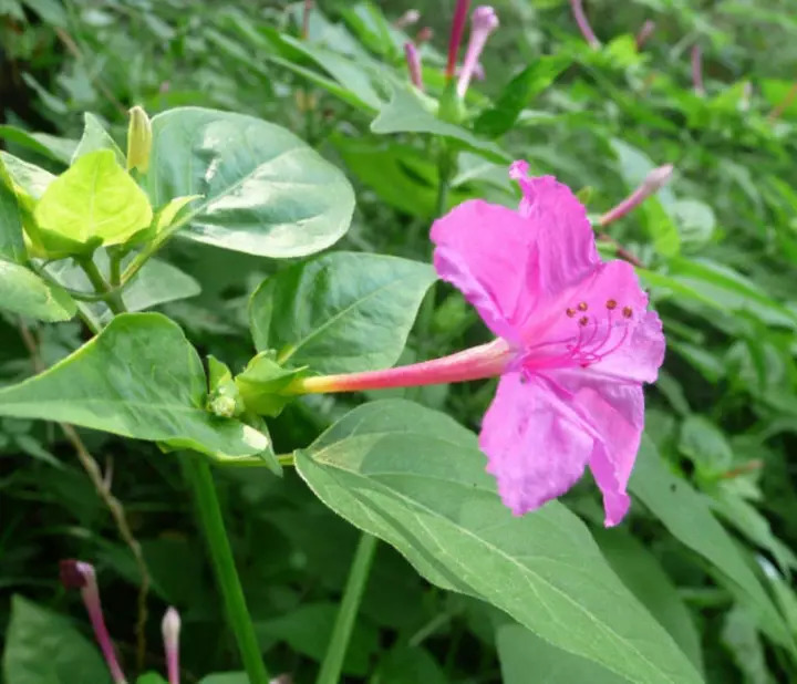 紫茉莉花