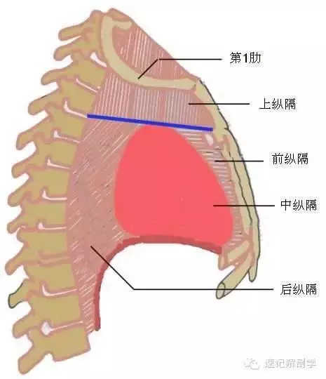 两侧纵隔胸膜间 所有组织和器官 胸骨角处分上下 下纵又被分为三 心包