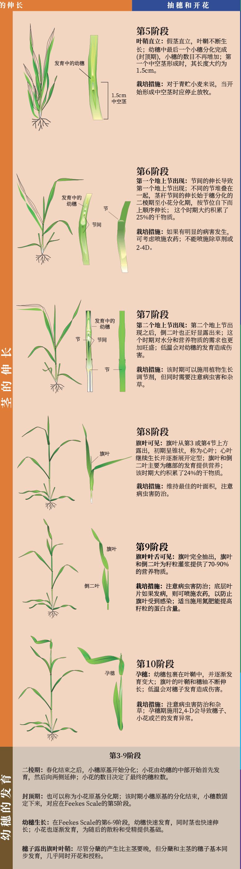 小麦生长发育图