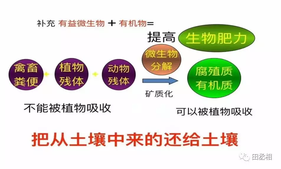 李子,石榴,苹果,杏,猕猴桃,冬枣等果园里使用,能改善果园土壤生态系统