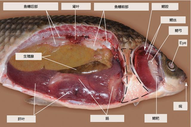 鱼内脏结构图解图片