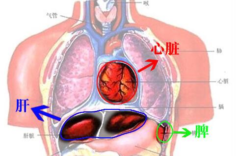 心脏与胃的位置图图片