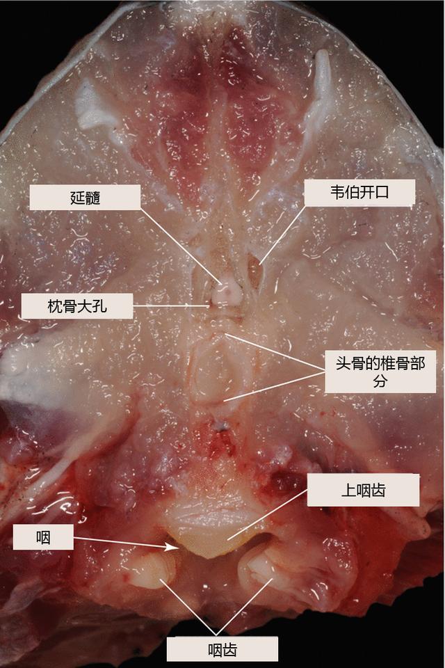 杀一条鱼保送清华北大鲫鱼到底有多复杂