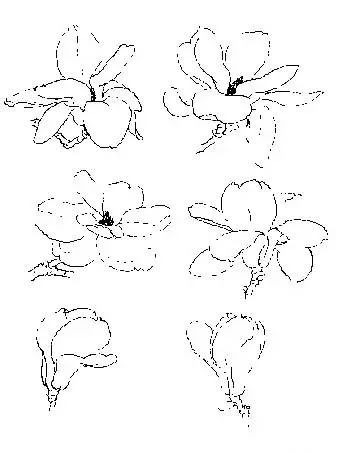 白描寫生畫譜:白描玉蘭_花苞